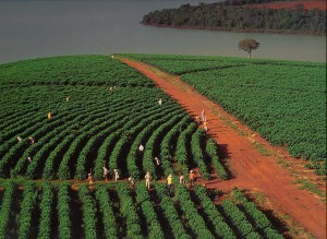 Kávovzníková plantáž_Fazenda_Brazílie2