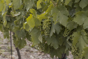 Podle průzkumu &CORK letos plánuje zdražit okolo 40 % vinařů, top výrobci však krizi nepociťují